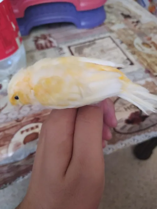 Canari