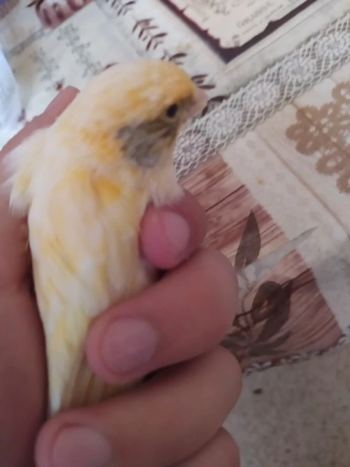 Canari