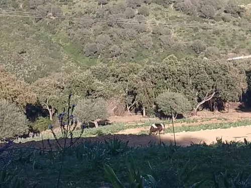 Vente Terrain Jijel Jijel