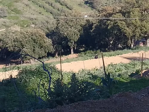 Vente Terrain Jijel Jijel