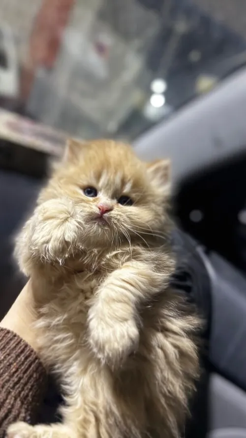 Chat persan