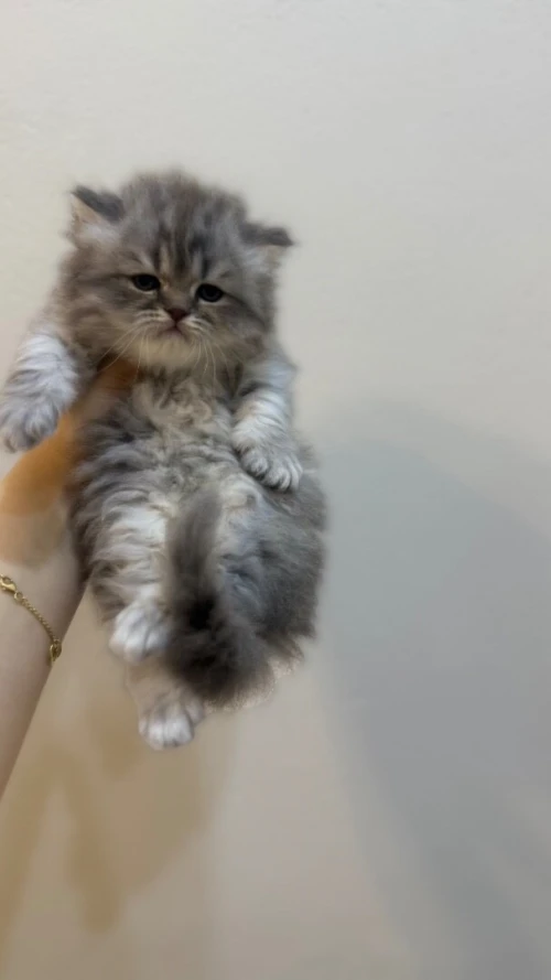 Chat Persan