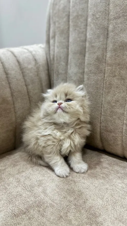 Chat Persan Pure