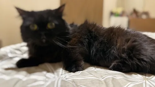 Chat Persan