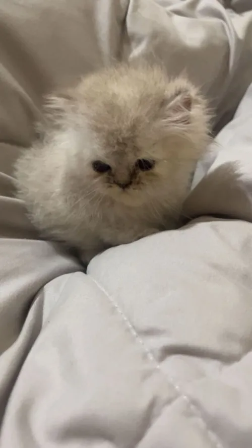 Chat persan