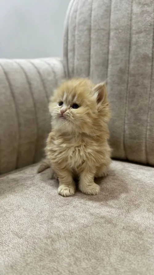 Chat Persan