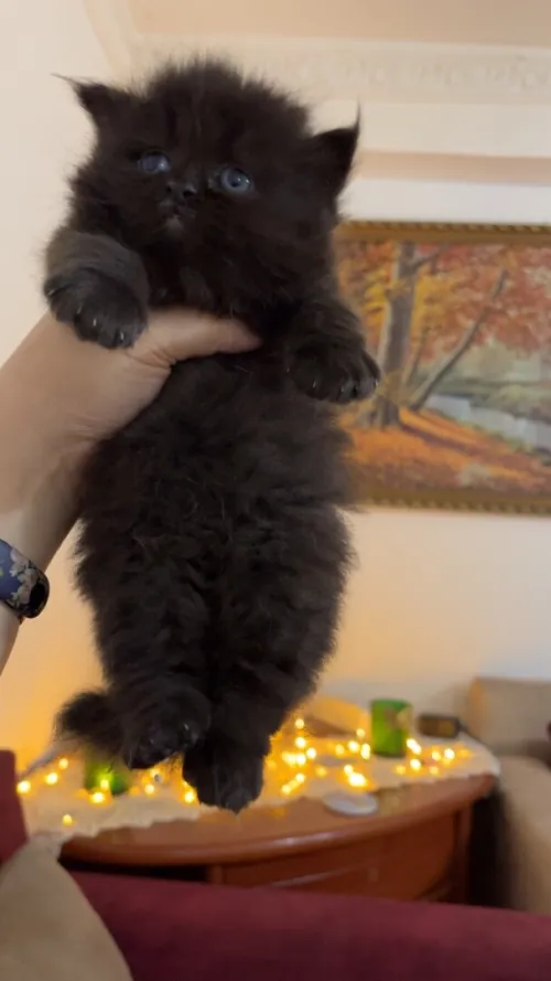 Chat Persan