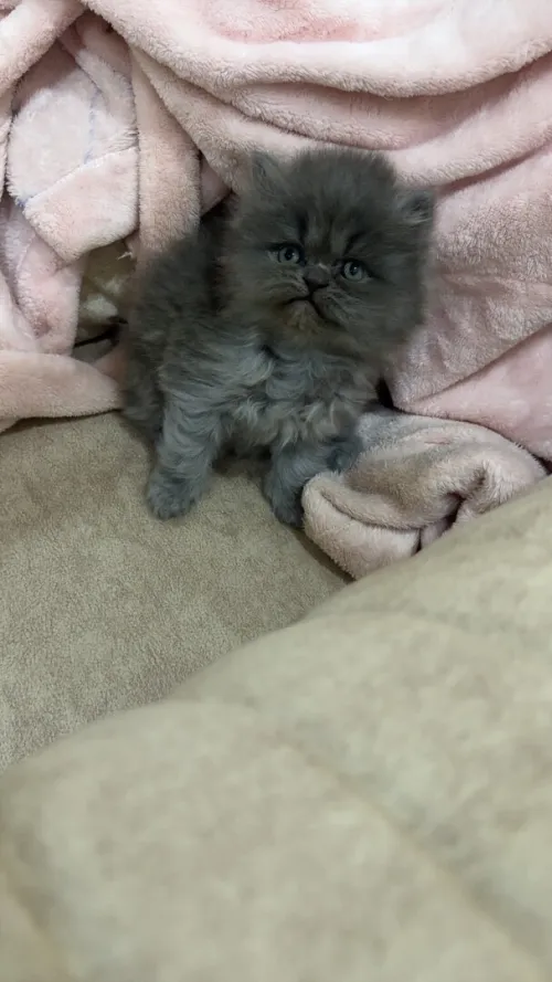 Chat Persan Pure