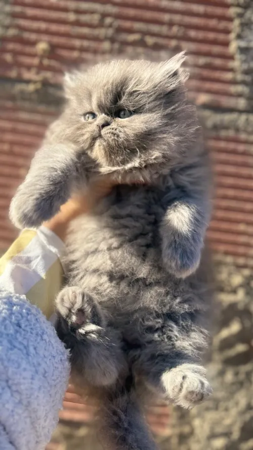 Chat Persan Pure