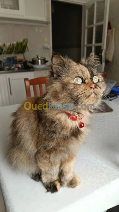 Chatte Persane Pure Race 