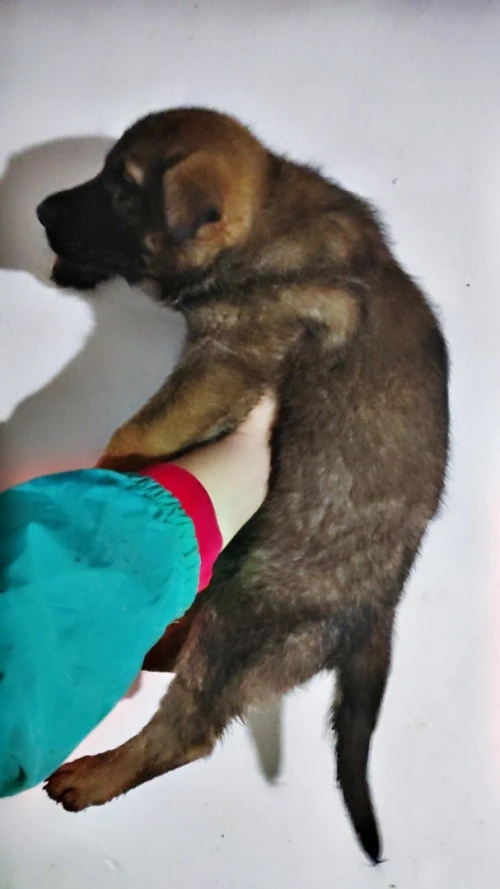 Chiot berger allemand ligne de travail