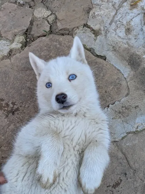 Chiot husky sibérien جروة هاسكي