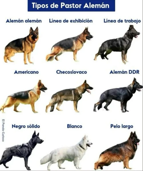 Chiot femelle berger allemand ligne de travail ddr