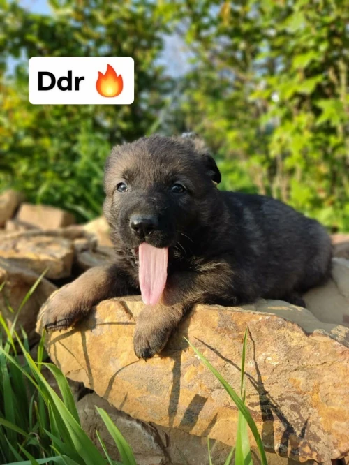 Chiot berger allemand ligne de travail ddr