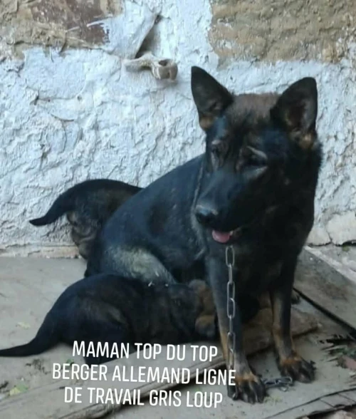 Chiot berger allemand ligne de travail