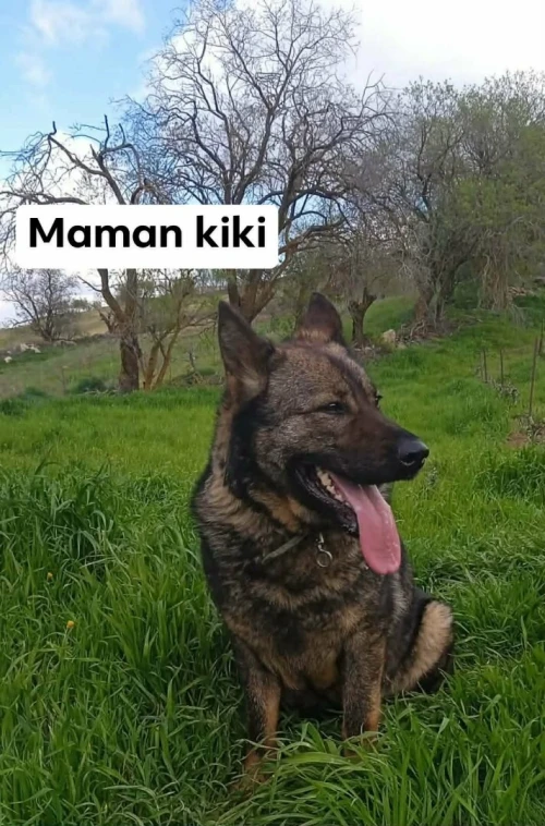 Chiot femelle berger allemand ligne de travail ddr