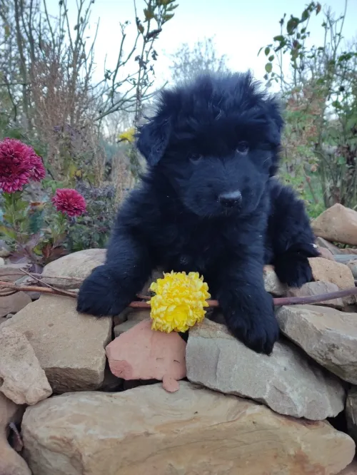 Chiots berger allemand