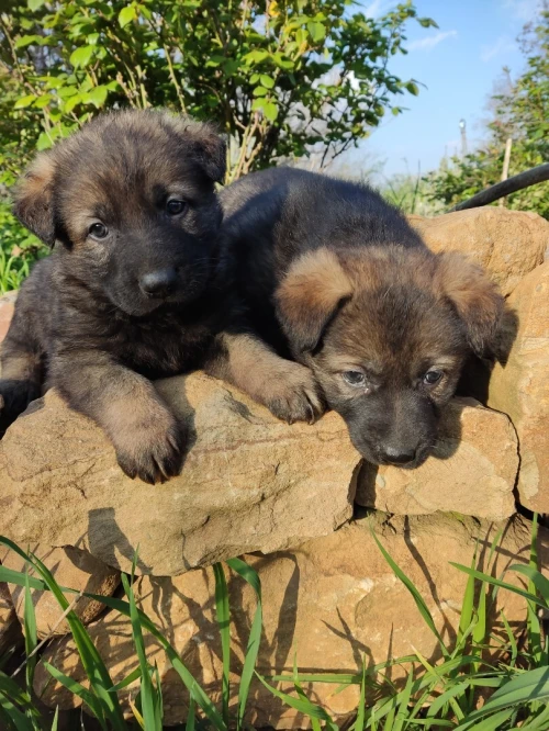 Chiot berger allemand ligne de travail ddr