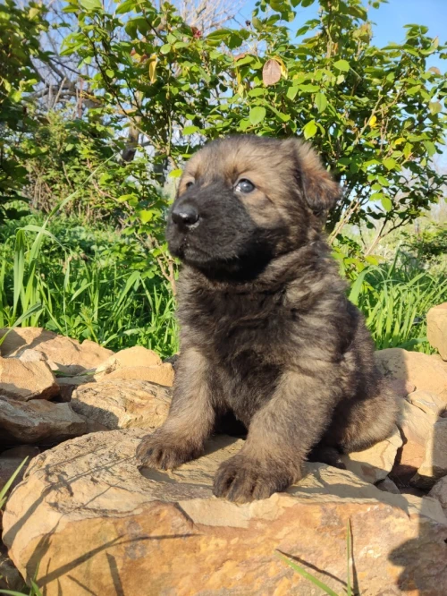 Chiot berger allemand ligne de travail ddr