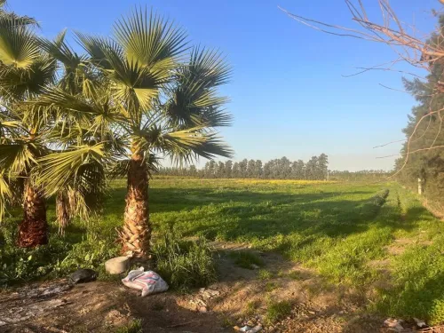Vente Terrain Agricole Alger Les eucalyptus