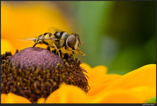 SONY 90mm F2.8 MACRO 