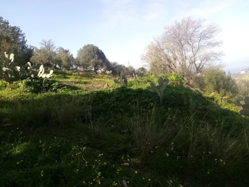 Vente Terrain Tizi Ouzou Iflissen