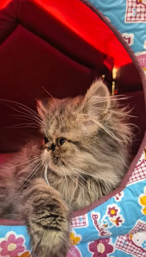 Chat de race
