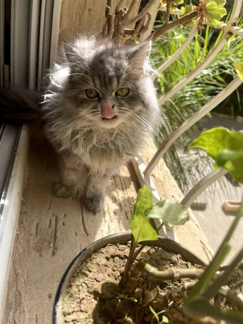 Garderie de chats 