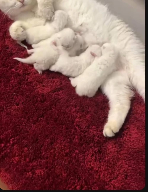 Garderie de chats 