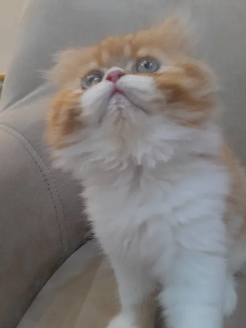 Chat persan moon face 