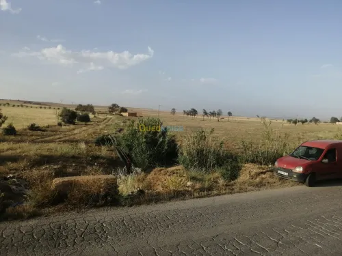 Vente Terrain Agricole Tiaret Sougueur