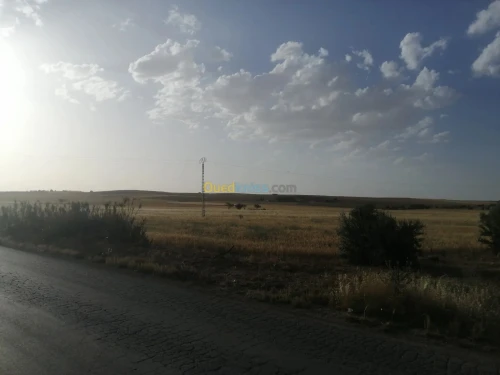 Vente Terrain Agricole Tiaret Sougueur