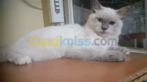 Chaton croisé persan 