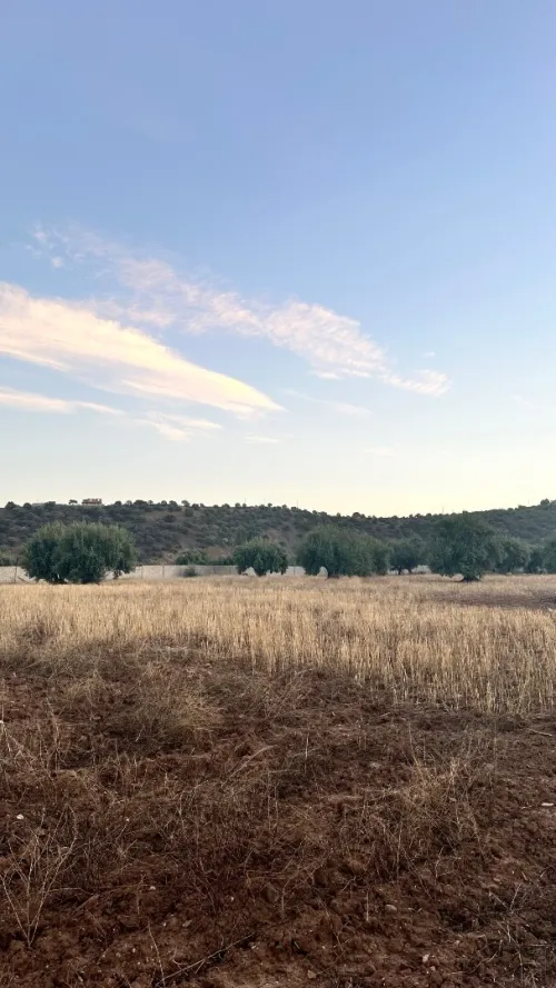 Vente Terrain Agricole Bouira Mchedallah