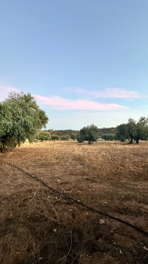 Vente Terrain Agricole Bouira Mchedallah