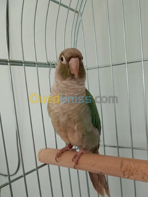 Conure