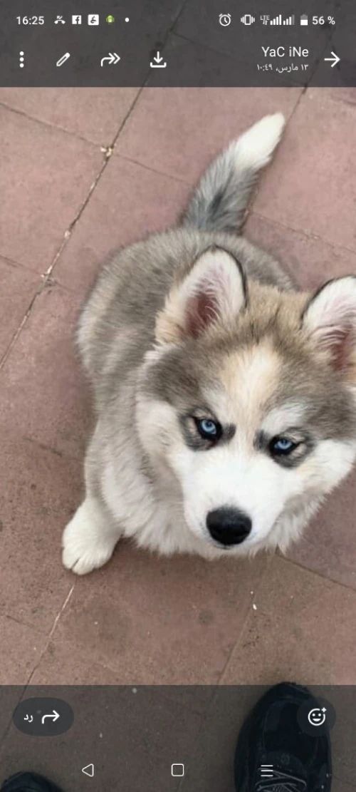 chien husky