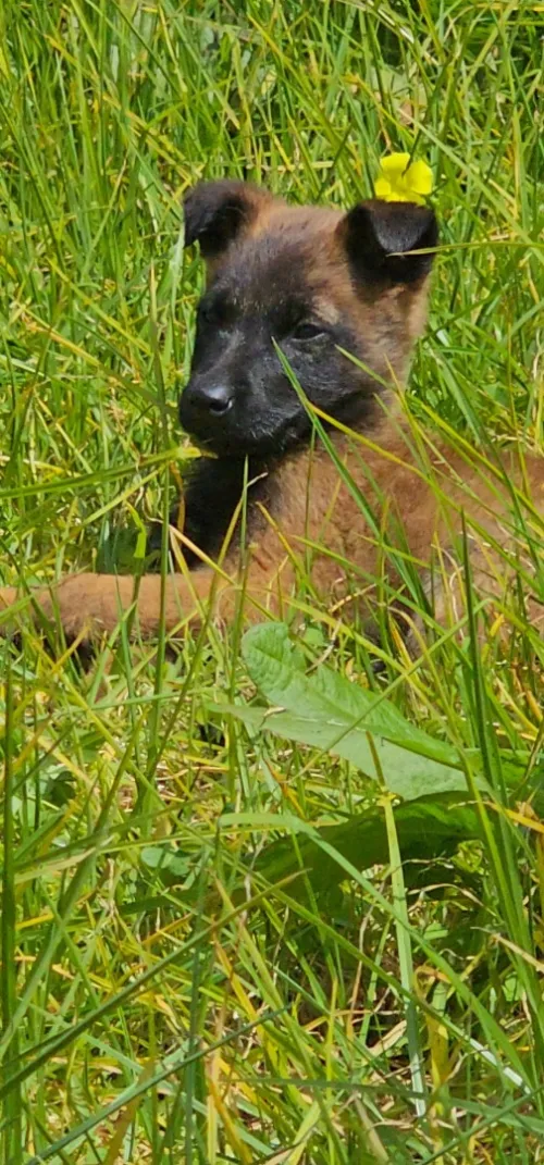 Berger malinois