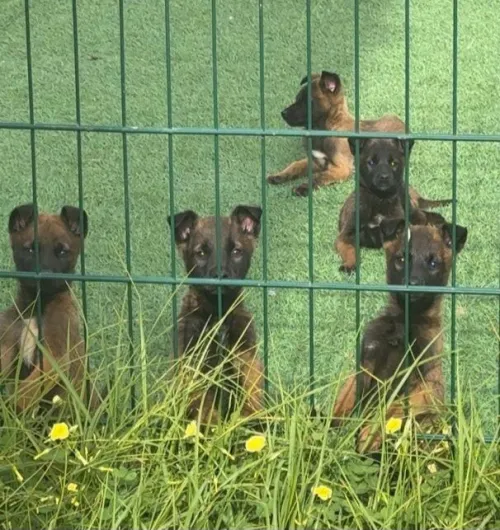 Berger malinois