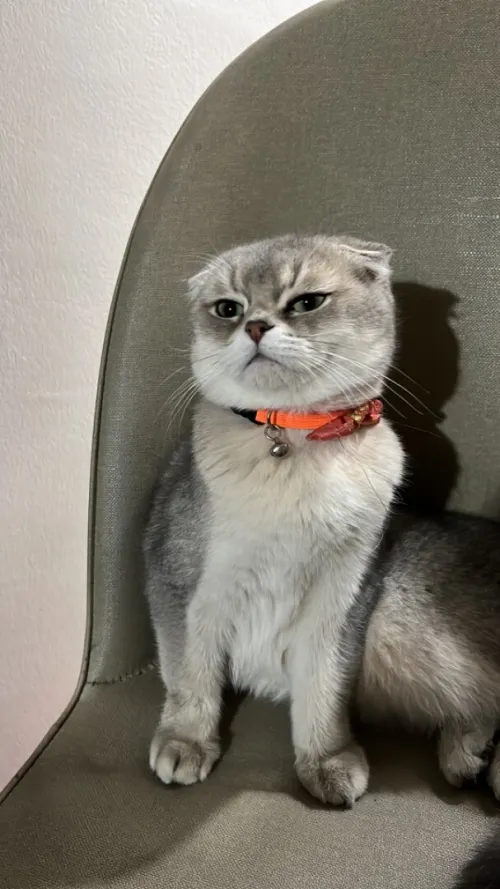 Un chat scottich fold
