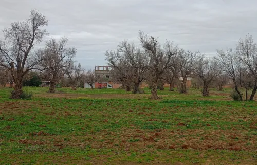 Vente Terrain Tlemcen Beni mester