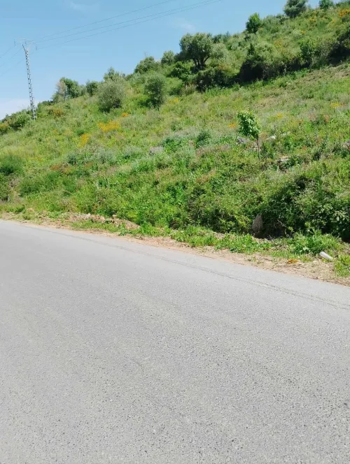 Vente Terrain Tizi Ouzou Ait chaffaa