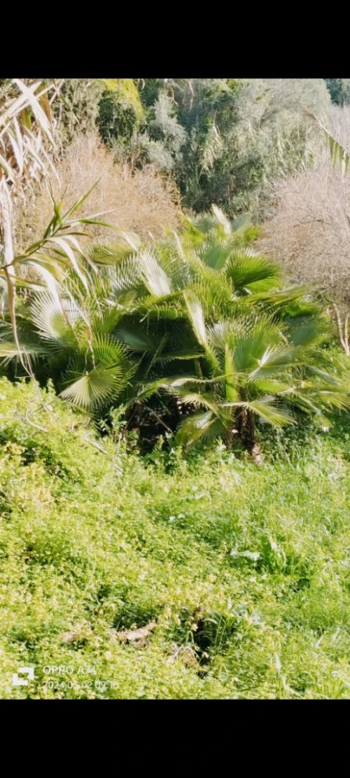 Palmier Washingtonia