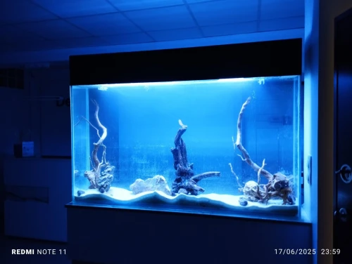 Aquarium sur mesure chez AQUA DZ