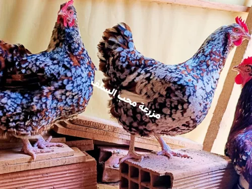 مربي دجاج الزينة 