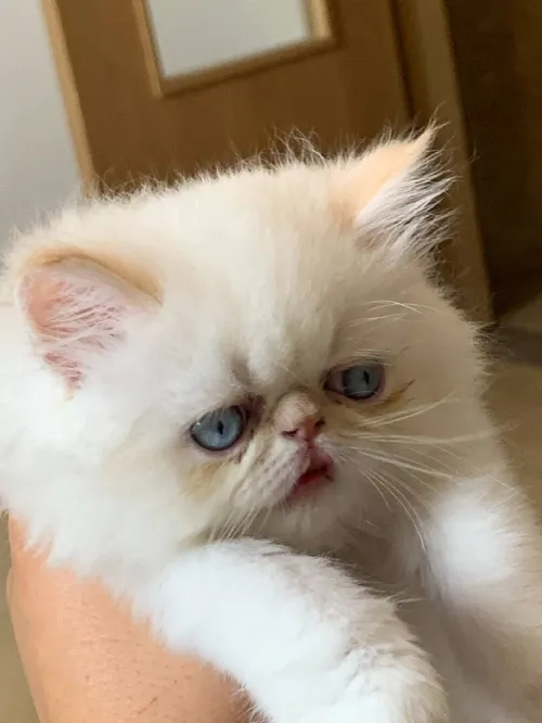 Chats person peky face