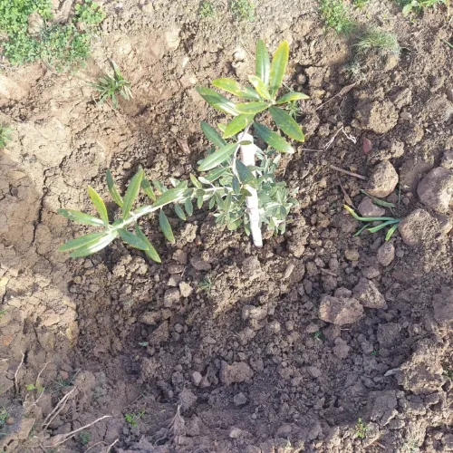 Vente Terrain Agricole Bordj Bou Arreridj Medjana
