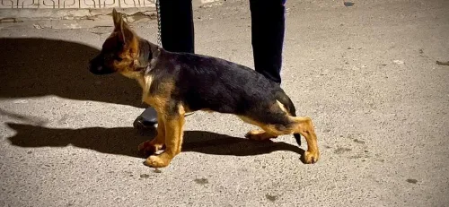 Chienne berger Allemand pedigree