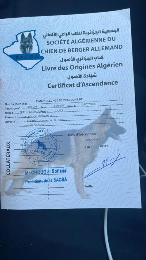 Chienne berger Allemand pedigree