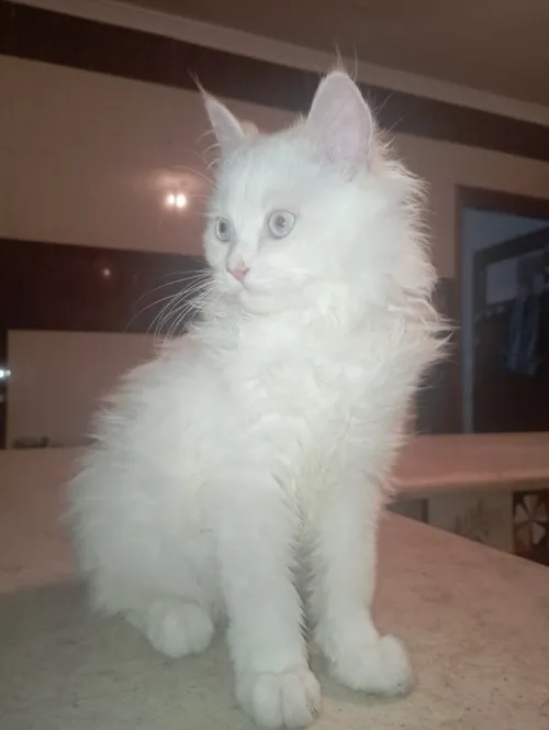 Chat chirazi